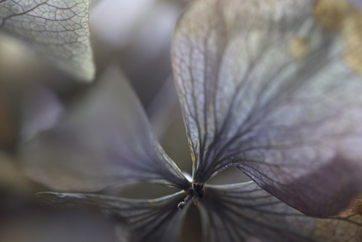 fragment - series ‘Hydrangea’