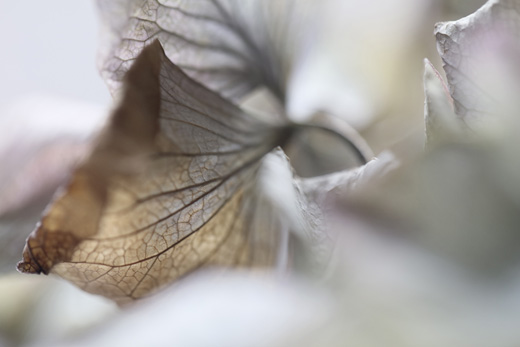 fragment - series ‘hydrangea II’