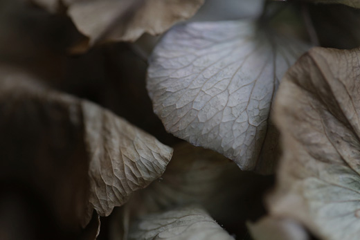 fragment - series ‘hydrangea III’