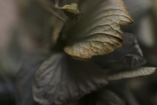 fragment - series ‘hydrangea III’
