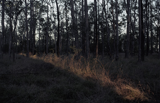 Dreamscape - series ‘The Ephemeral II’