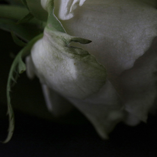 Petals I