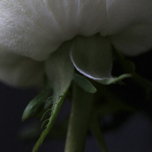 Petals II