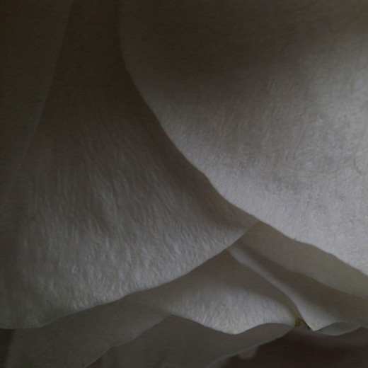 Petals III