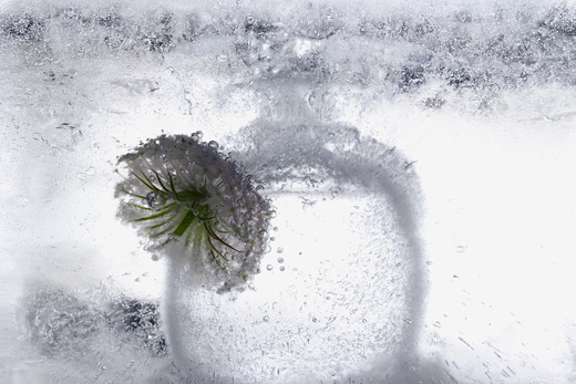 Domestic Stills - series ‘Regeneration II’