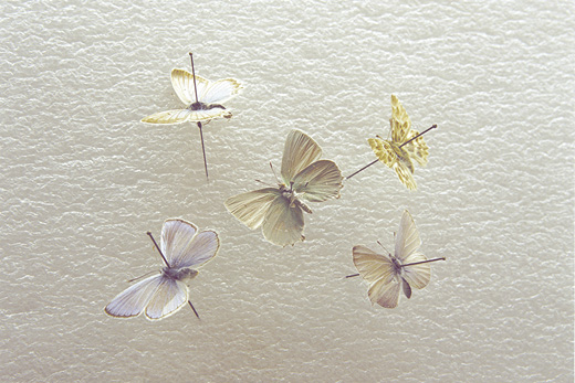 Tenacity III - series ‘Whiteout’