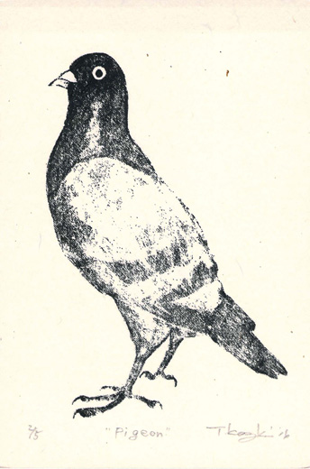 Pigeon