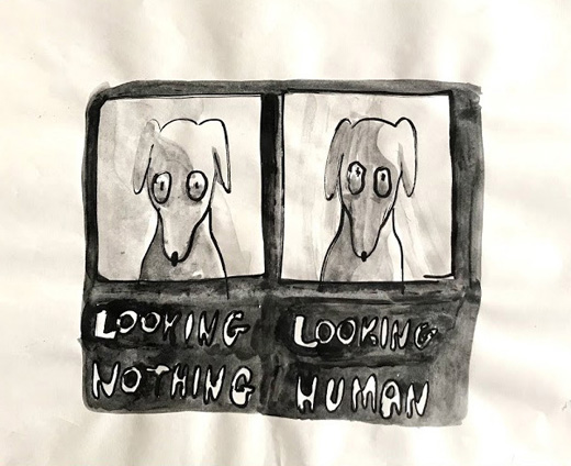 実験 -人間を見るときの表情を実験された犬-