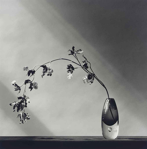 Orchids