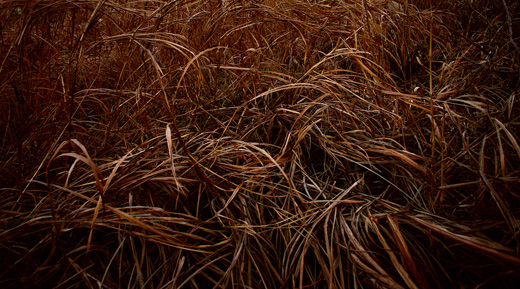 Silent weeds 17
