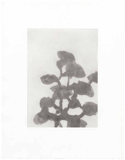 aquatint 2