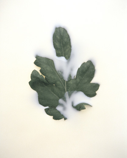 Imprint I - series ‘Ephemera’