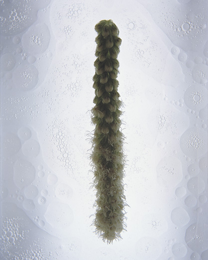 Imprint II - series ‘Ephemera’