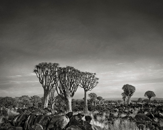 Gigante Baobab de Joal
