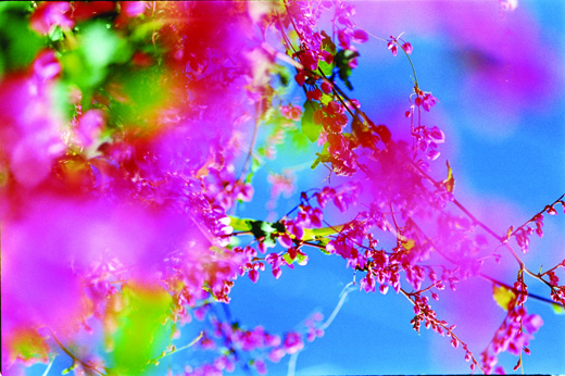 Acid Bloom 38 (103×145.6cm)