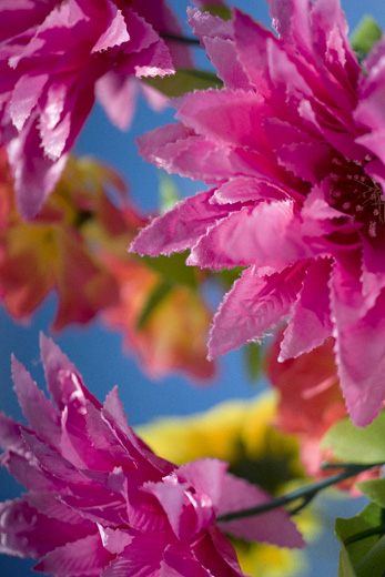 earthly flowers, heavenly colors (MN-eh-17-64)