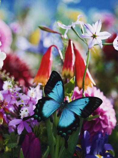 earthly flowers, heavenly colors (MN-eh-17-123)
