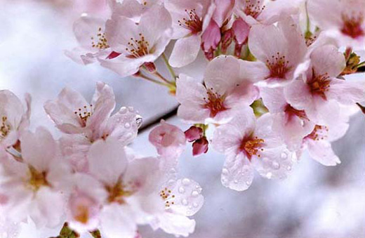 Sakura (MN-sakura-11-05, 48.5×72.8cm)