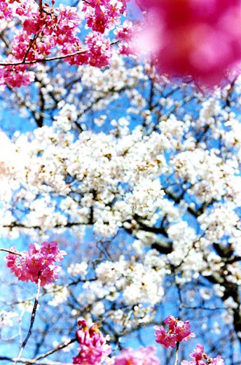 Sakura (MN-sakura-11-14, 145.6×97cm)