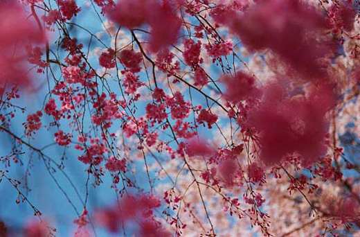 Sakura (MN-sakura-11-75, 24.2×36.4cm)