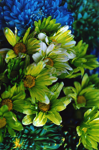 FLOWER ADDICT 16 (35.6×27.9cm)