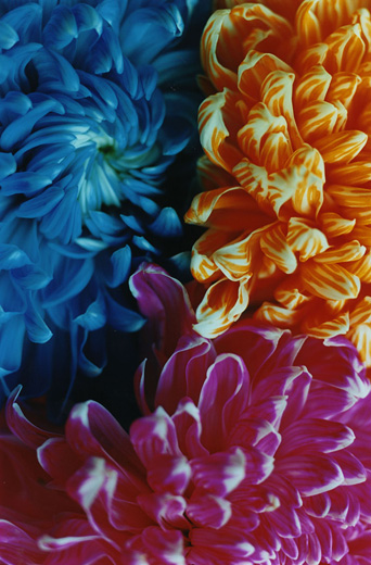 FLOWER ADDICT 20 (145.6×97cm)
