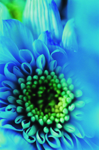 FLOWER ADDICT 21 (35.6×27.9cm)