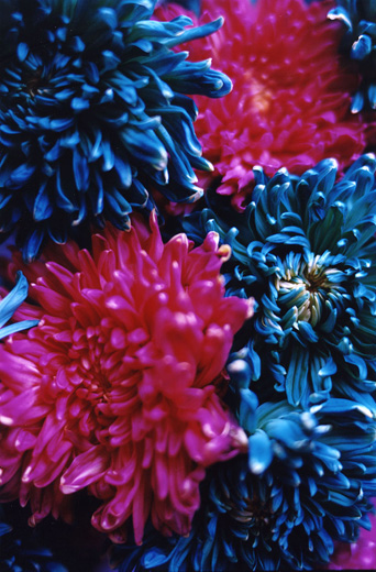 FLOWER ADDICT 30 (72.8×48.5cm)
