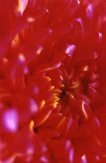 FLOWER ADDICT 40 (72.8×48.5cm)