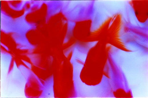 liquid dreams 23 (72.8×103cm)