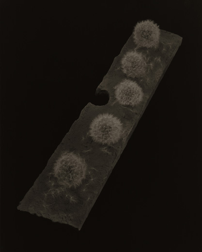 Tanpopo #4