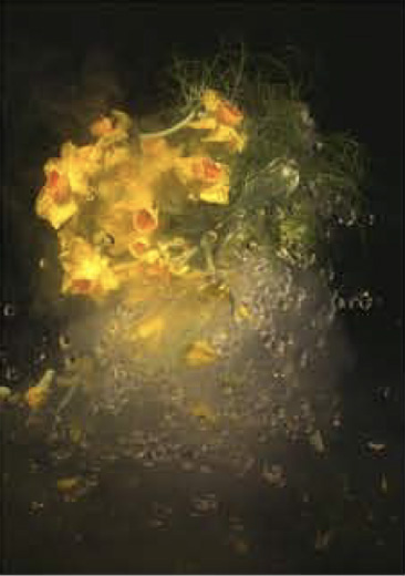 Moon Flower