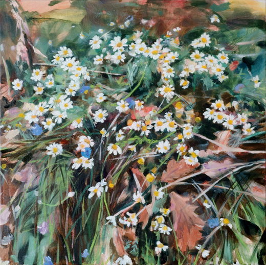 roadside chamomile