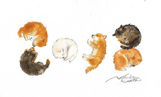 2018shiba